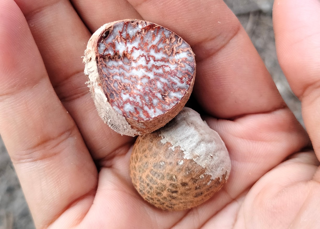 PAJAR BULAN MANDIRI PHOTO PRODUCT 2